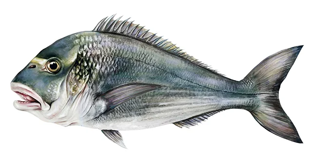 Çipura
