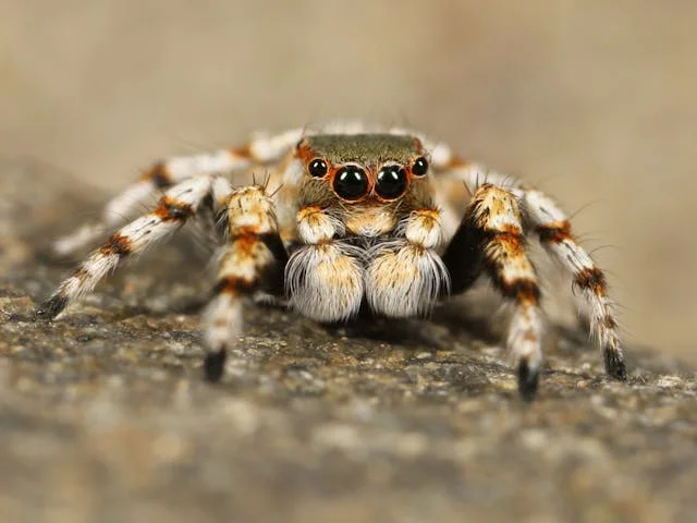 zehirli örümcekler, tarantula, kara dul