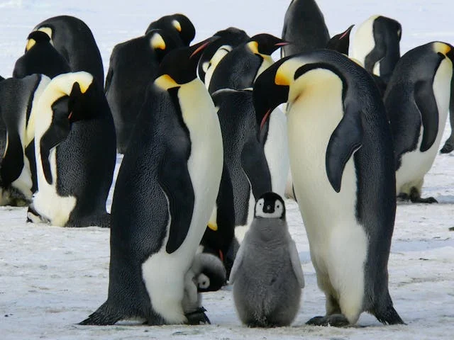 penguenler