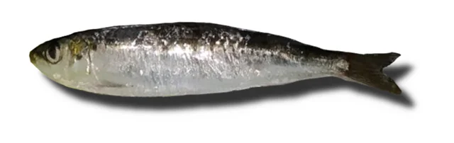 Sardalya